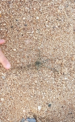 Ophiocoma scolopendrina