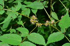 Rubus inopertus