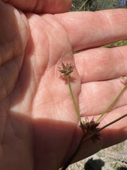 Juncus fockei