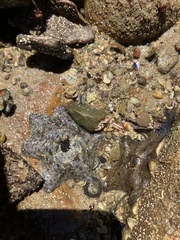 Meridiastra