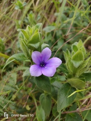 Barleria