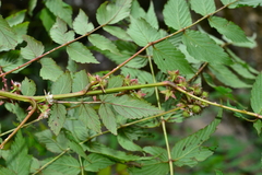 Rubus inopertus