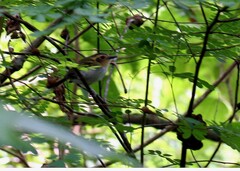 Poecilotriccus plumbeiceps