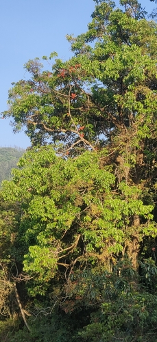 Mezoneuron cucullatum, photograph 2