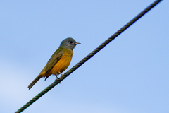 Mionectes rufiventris