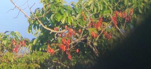 Mezoneuron cucullatum, photograph 3