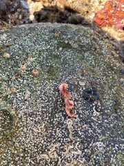 Allostichaster polyplax