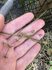 Juncus fockei