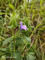Barleria