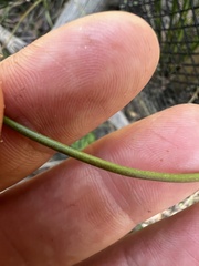 Juncus fockei
