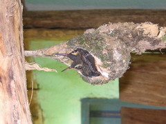 Phaethornis