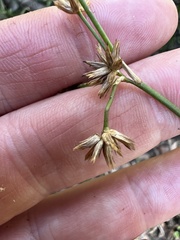 Juncus fockei