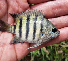 Abudefduf bengalensis
