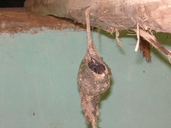 Phaethornis
