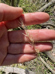Rytidosperma semiannulare