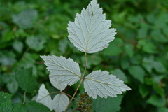 Rubus mesogaeus