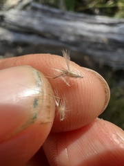 Rytidosperma semiannulare
