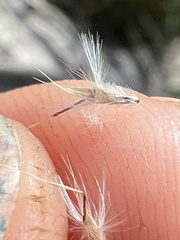 Rytidosperma semiannulare