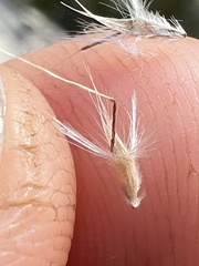 Rytidosperma semiannulare