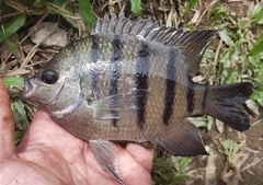 Abudefduf bengalensis