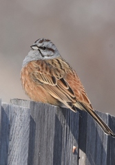 Emberiza godlewskii