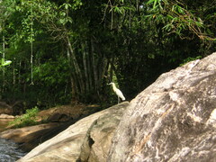 Pilherodius pileatus