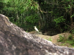 Pilherodius pileatus