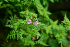 Pedicularis ikomai