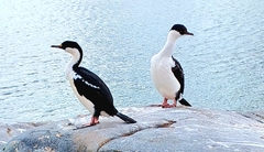 Leucocarbo bransfieldensis