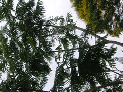 Todirostrum cinereum