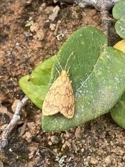 Abrochocis esperanza