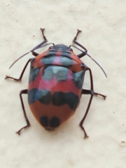 Augocoris