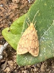 Abrochocis esperanza