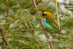 Tangara cyanoventris