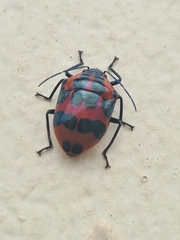 Augocoris