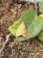 Abrochocis esperanza