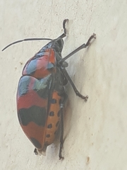 Augocoris