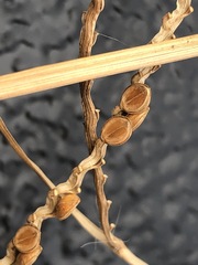 Paspalum laeve