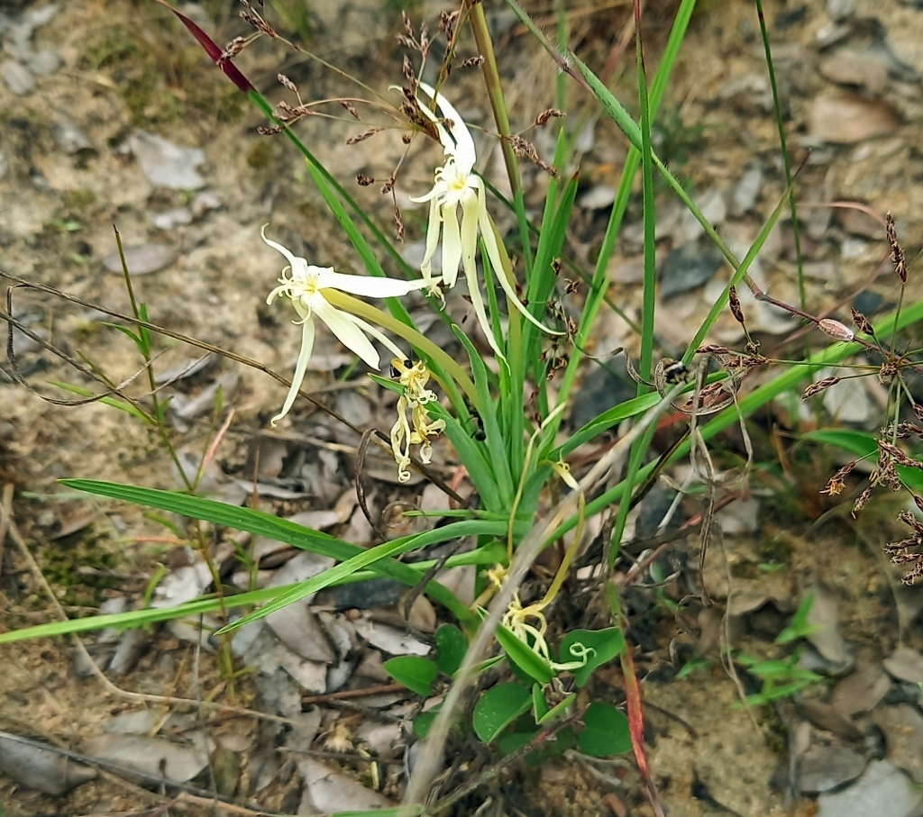Lapeirousia odoratissima, Mukuvisi Woodlands, Harare, Zimbabwe