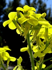 Biscutella cichoriifolia