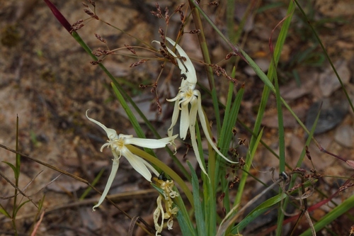 Lapeirousia odoratissima