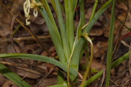 Lapeirousia odoratissima