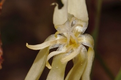 Lapeirousia odoratissima image
