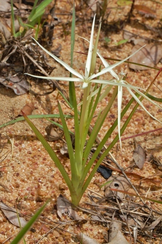 Lapeirousia odoratissima