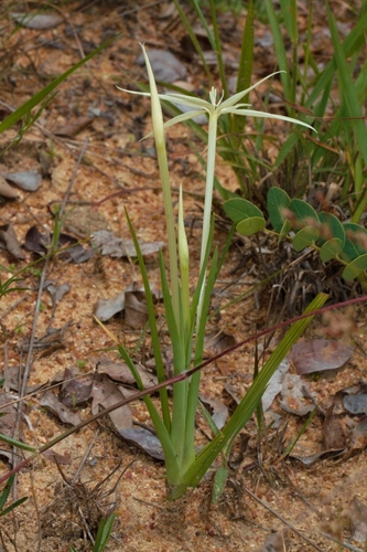 Lapeirousia odoratissima