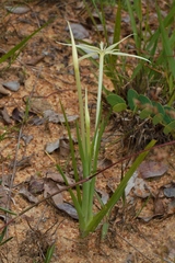 Image of Lapeirousia odoratissima