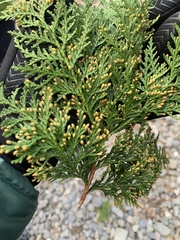 Chamaecyparis formosensis