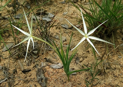 Rhodesian Spider-Lily (Lapeirousia odoratissima)