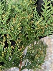 Chamaecyparis formosensis