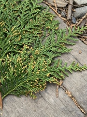 Chamaecyparis formosensis